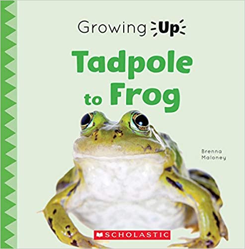 Growing Up: Tadpole to Frog   (Picture Book)
