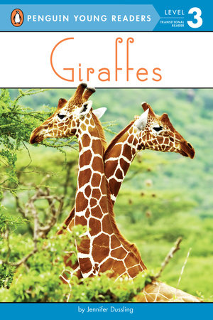 PYR 3 - Giraffes